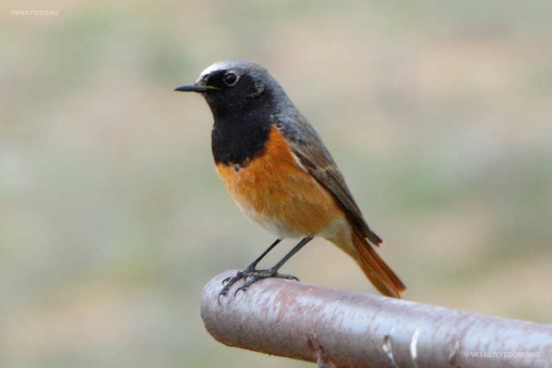 phoenicurus-phoenicurus_01.jpg