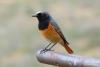 phoenicurus-phoenicurus_01_t1.jpg
