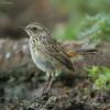 phoenicurus-phoenicurus_01_t1_1.jpg