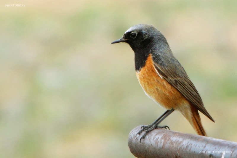 phoenicurus-phoenicurus_02.jpg