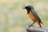 phoenicurus-phoenicurus_02_t1.jpg
