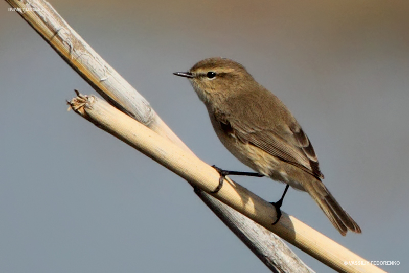 phylloscopus-collybita_01.jpg