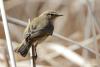 phylloscopus-collybita_02_t1.jpg