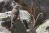 phylloscopus-griseolus_01_t1.jpg