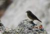 phylloscopus-griseolus_02_t1.jpg