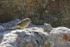 phylloscopus-griseolus_03_t1.jpg