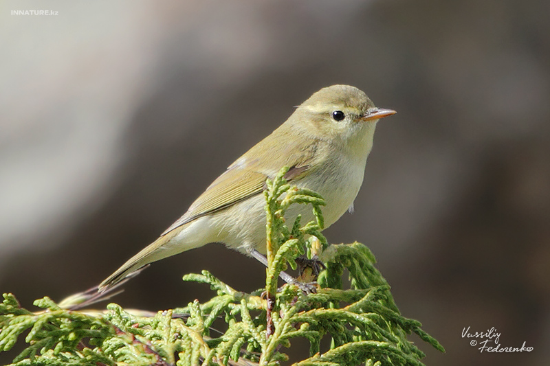 phylloscopus-trochiloides_01.jpg