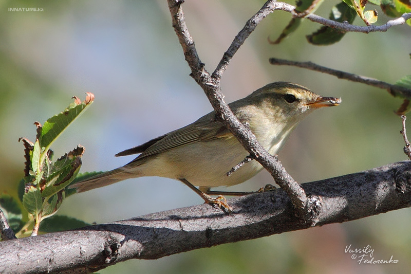 phylloscopus_01.jpg