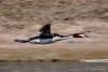 podiceps-cristatus_01_t1.jpg