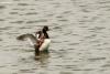 podiceps-nigricollis_01_t1.jpg