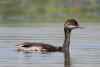 podiceps-nigricollis_01_t1_2.jpg