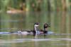 podiceps-nigricollis_03_t1.jpg