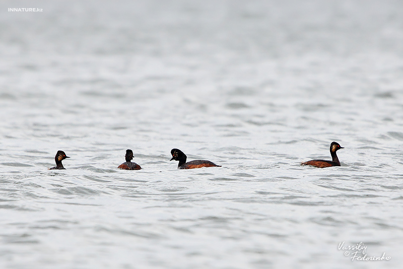 podiceps-nigricollis_04.jpg