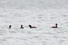 podiceps-nigricollis_04_t1.jpg