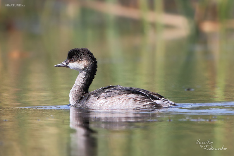 podiceps-nigricollis_05.jpg