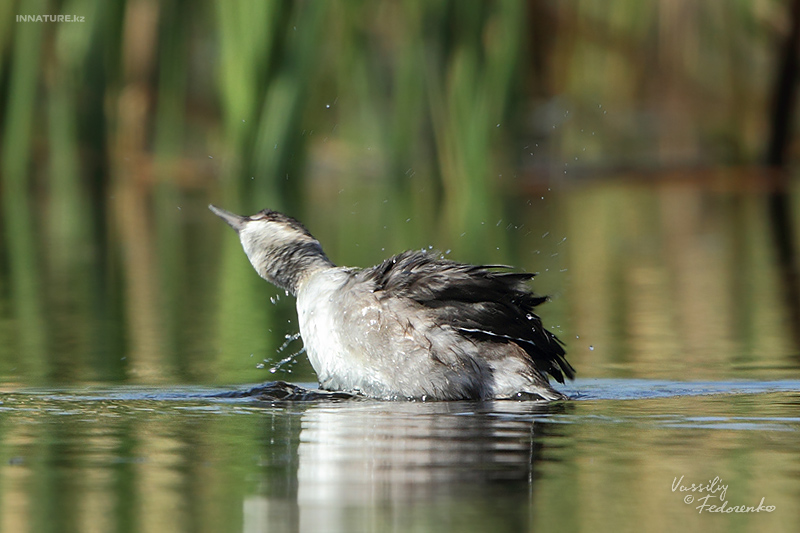 podiceps-nigricollis_06.jpg