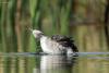 podiceps-nigricollis_06_t1.jpg