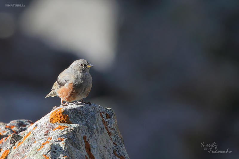 prunella-collaris_01.jpg