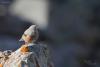 prunella-collaris_01_t1.jpg