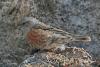 prunella-collaris_01_t1_1.jpg