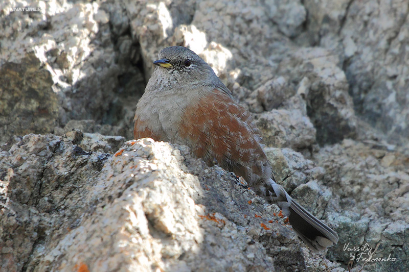 prunella-collaris_02_1.jpg