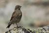 prunella-himalayana_03_t1.jpg
