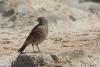 prunella_himalayana_01_t1.jpg
