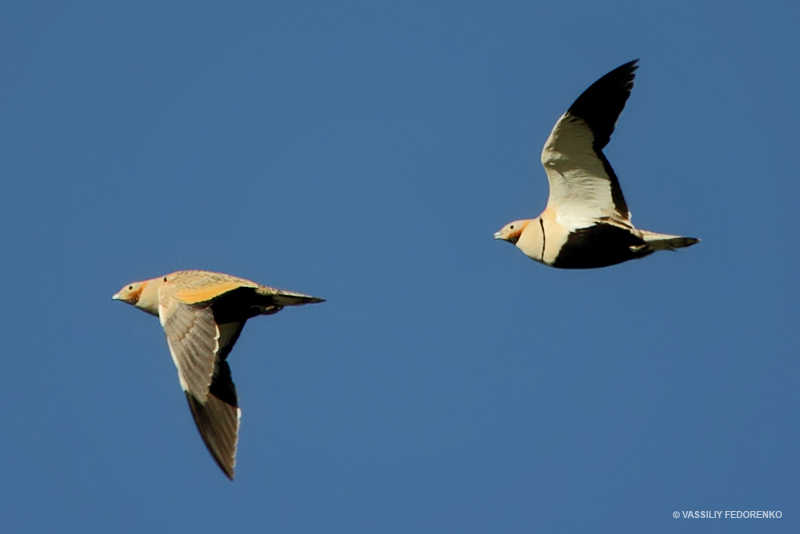 pterocles-orientalis_01_1.jpg