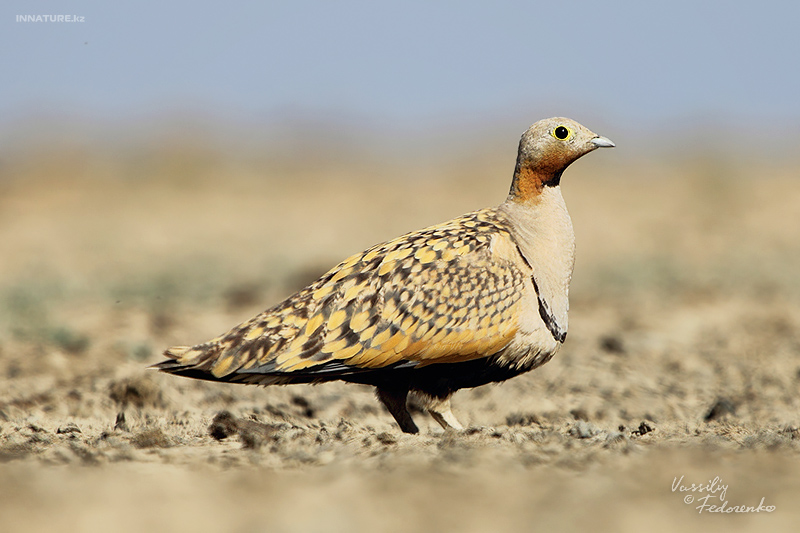 pterocles-orientalis_01_3.jpg