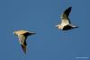 pterocles-orientalis_01_t1_1.jpg