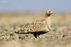 pterocles-orientalis_01_t1_3.jpg