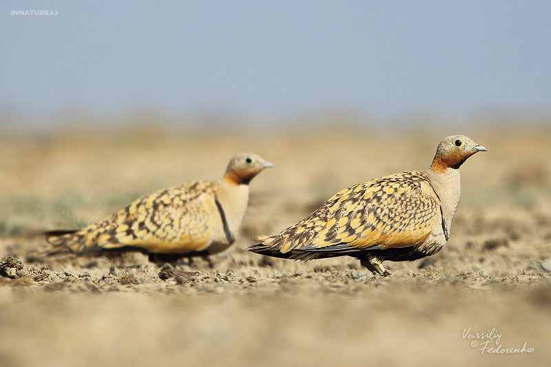 pterocles-orientalis_02_1.jpg