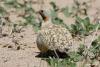 pterocles-orientalis_02_t1.jpg