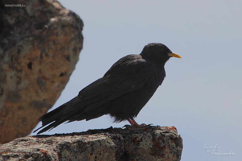 pyrrhocorax-graculus_02.jpg