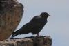 pyrrhocorax-graculus_02_t1.jpg