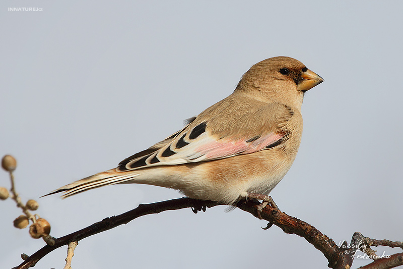 rhodospiza-obsoleta_01.jpg