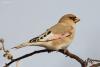 rhodospiza-obsoleta_01_t1.jpg