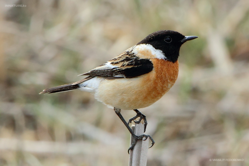 saxicola-rubicola_01.jpg
