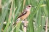 saxicola-rubicola_01_t1_1.jpg