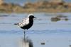 squatarola-squatarola_02_t1.jpg