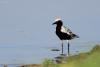 squatarola-squatarola_04_t1.jpg