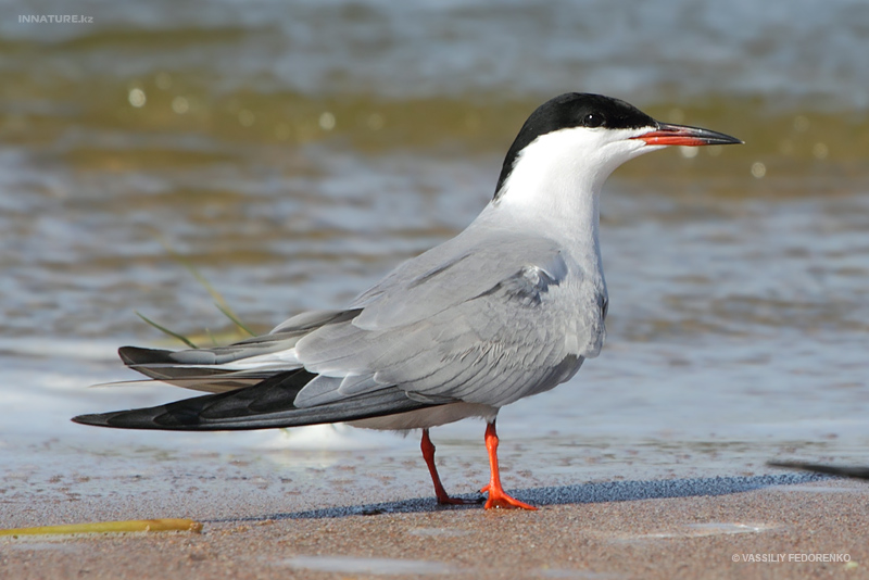 sterna-hirundo_01_1.jpg