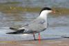 sterna-hirundo_01_t1_1.jpg