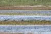 sterna-hirundo_01_t1_2.jpg