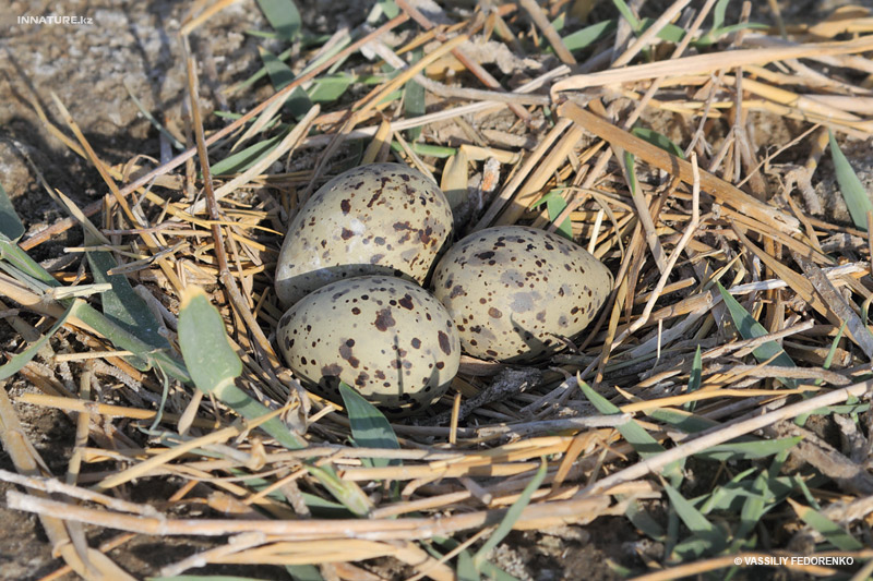 sterna-hirundo_02_3.jpg