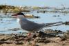 sterna-hirundo_02_t1.jpg