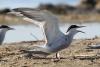 sterna-hirundo_02_t1_2.jpg