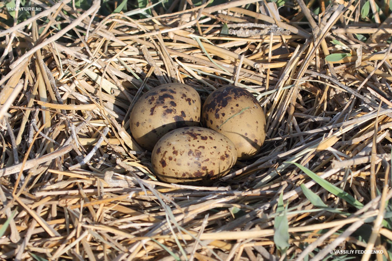 sterna-hirundo_03_1.jpg