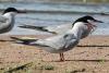 sterna-hirundo_03_t1.jpg