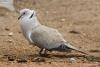 streptopelia-decaocto_01_t1.jpg